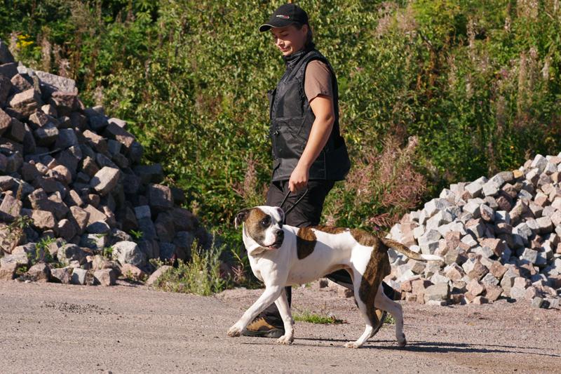 pekotesti 19.jpg